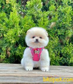 Ayicik Surat Teddy Face Pomeranian Boo Bebekler 4