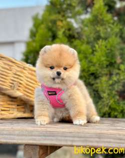 Ayicik Surat Teddy Face Pomeranian Boo Bebekler 2
