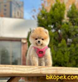 Ayicik Surat Teddy Face Pomeranian Boo Bebekler 3