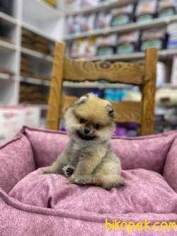 Ayıcık Suratlı Pomeranian Boo Yavrumuz 2