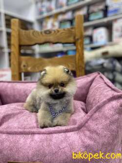 Ayıcık Suratlı Pomeranian Boo Yavrumuz 4