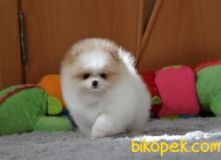 Ayıcık Suratlı  Pomeranin Boo 0 Garantili 2