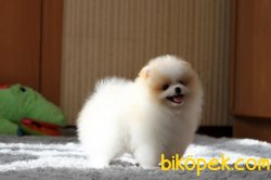 Ayıcık Suratlı  Pomeranin Boo 0 Garantili 1