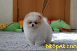 Ayıcık Suratlı  Pomeranin Boo 0 Garantili 3