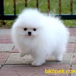 Ayıcık Yüzlü Kar Beyaz Pomeranian Boo 3