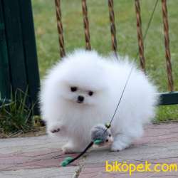 Ayıcık Yüzlü Kar Beyaz Pomeranian Boo