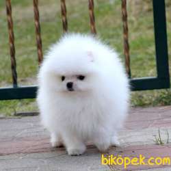 Ayıcık Yüzlü Kar Beyaz Pomeranian Boo 2
