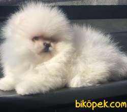 Ayıcık Yüzlü Orjinal Pomeranian Boo 3