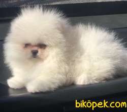 Ayıcık Yüzlü Orjinal Pomeranian Boo