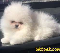 Ayıcık Yüzlü Orjinal Pomeranian Boo 2