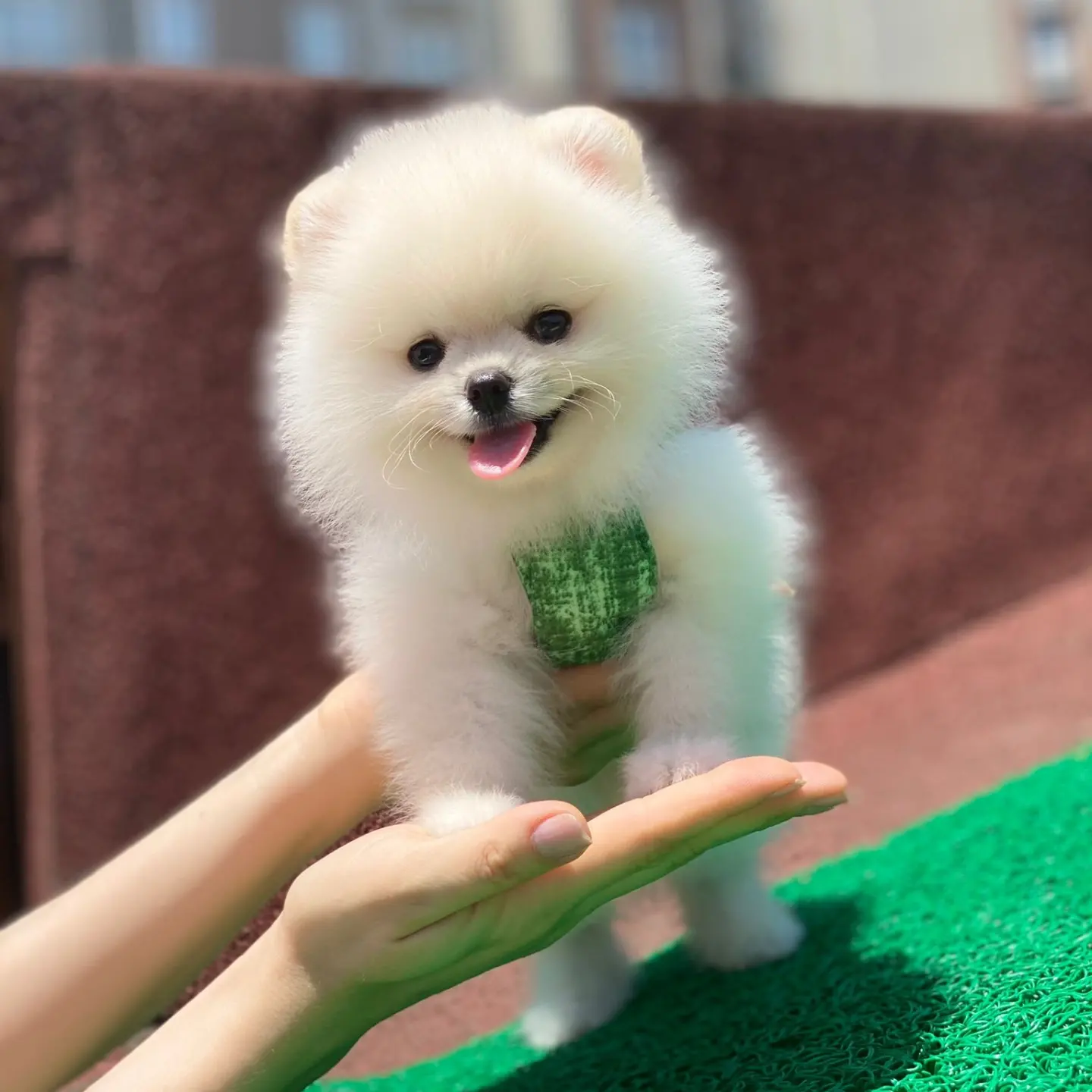 Ayıcık Yüzlü Orjinal Pomeranian Boo 3