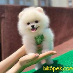 Ayıcık Yüzlü Orjinal Pomeranian Boo