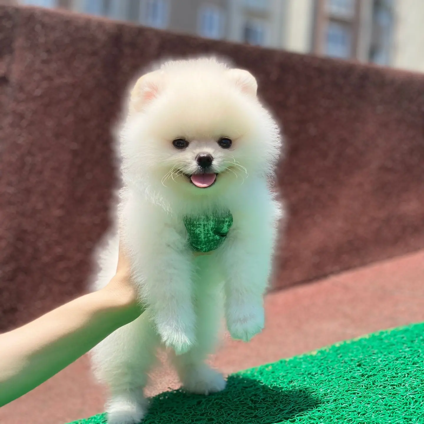 Ayıcık Yüzlü Orjinal Pomeranian Boo 2