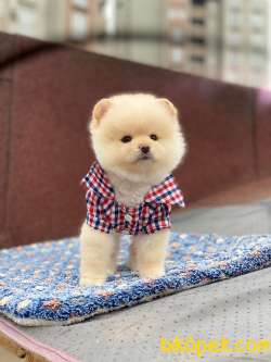 Ayıcık Yüzlü Orjinal Pomeranian Boo 2