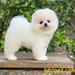 Ayıcık Yüzlü  Pomeranian Boo 1