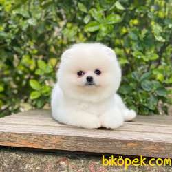 Ayıcık Yüzlü  Pomeranian Boo 2