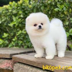Ayıcık Yüzlü  Pomeranian Boo 2