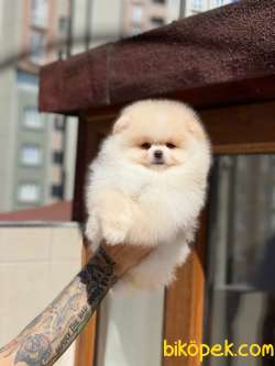 Ayıcık Yüzlü Orjinal Pomeranian Boo 1