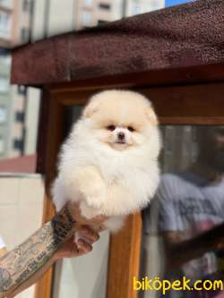 Ayıcık Yüzlü Orjinal Pomeranian Boo 3