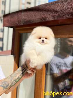 Ayıcık Yüzlü Orjinal Pomeranian Boo 2