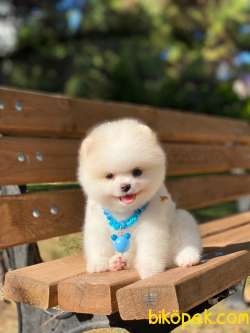 Ayıcık Yüzlü Orjinal Pomeranian Boo 3