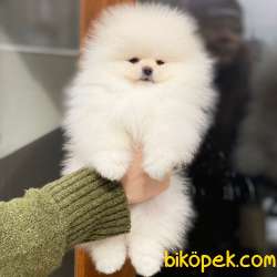 Ayıcık Yüzlü Pomeranian Boo 1