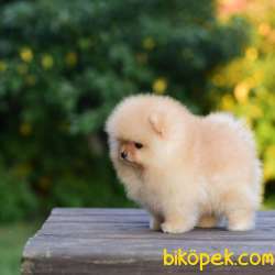 Ayıcık Yüzlü Pomeranian Boo 4