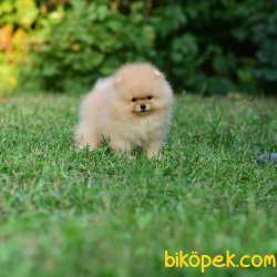 Ayıcık Yüzlü Pomeranian Boo 3