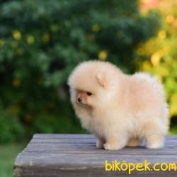 Ayıcık Yüzlü Pomeranian Boo 2