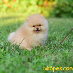 Ayıcık Yüzlü Pomeranian Boo