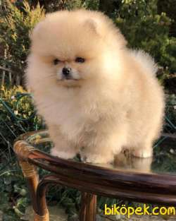 Ayıcık Yüzlü Pomeranian Boo 4