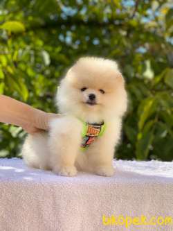 Ayıcık Yüzlü Pomeranian Boo 3