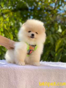 Ayıcık Yüzlü Pomeranian Boo