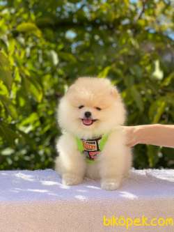 Ayıcık Yüzlü Pomeranian Boo 4