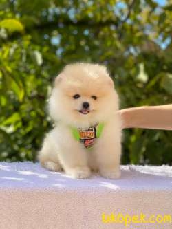 Ayıcık Yüzlü Pomeranian Boo 2