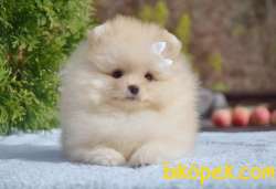 Ayıcık Yüzlü Pomeranian Boo 1