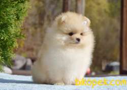 Ayıcık Yüzlü Pomeranian Boo 3