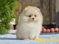 Ayıcık Yüzlü Pomeranian Boo 3