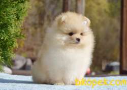 Ayıcık Yüzlü Pomeranian Boo 2
