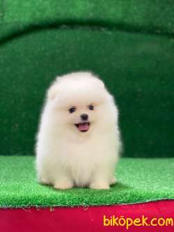 Sağlıklı Pomeranian Bebekler 2