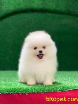 Sağlıklı Pomeranian Bebekler