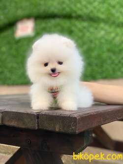 Ayıcık Yüzlü Pomeranian Boo 4