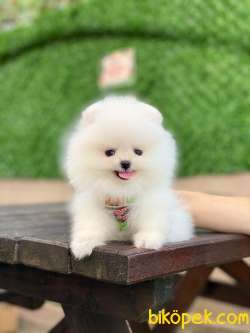 Ayıcık Yüzlü Pomeranian Boo 2