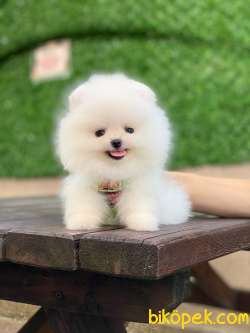 Ayıcık Yüzlü Pomeranian Boo 5