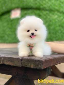 Ayıcık Yüzlü Pomeranian Boo