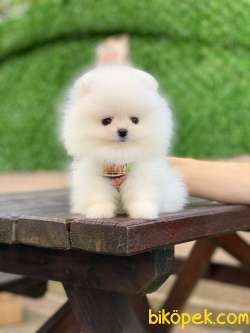 Ayıcık Yüzlü Pomeranian Boo 3