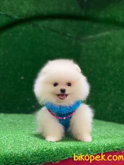 Pomeranian Boo