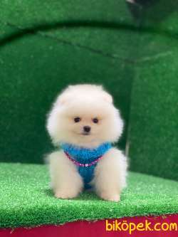 Pomeranian Boo 4