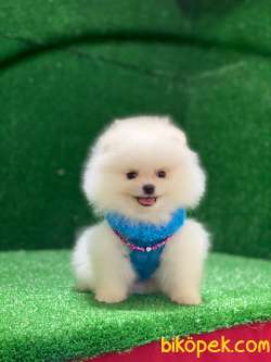 Pomeranian Boo 3