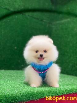 Pomeranian Boo 4